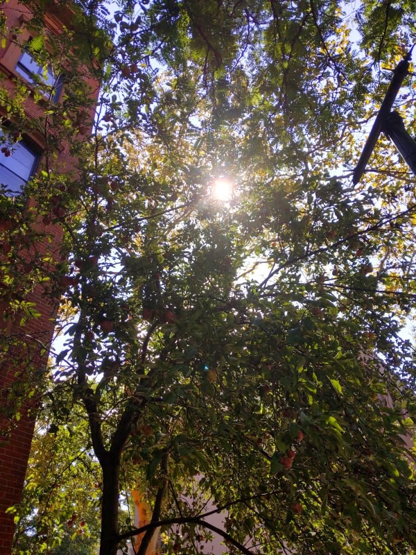Photo taken in Brooklyn Heights. We see a tree with a the Sun coming through the leaves. The tree is growing a decent number of pears.